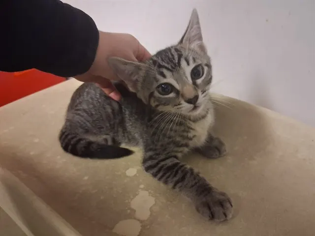 Adoptable Cat