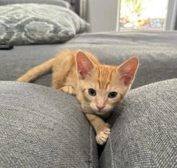 Adoptable Cat