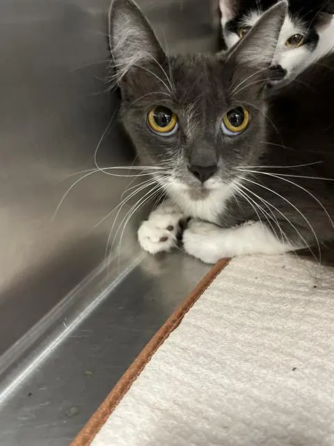 Adoptable Cat
