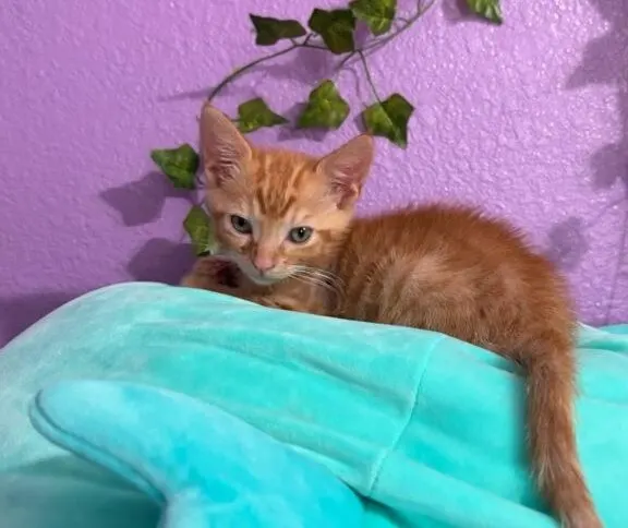 Adoptable Cat