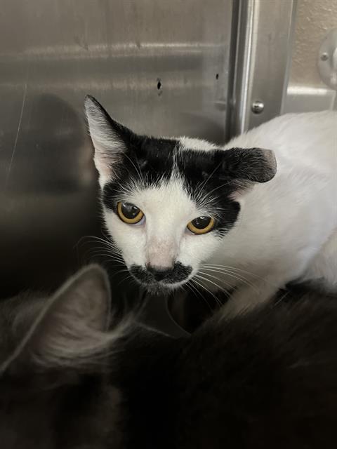 Adoptable Cat