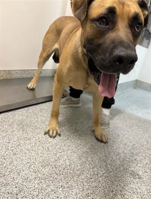 Adoptable Dog