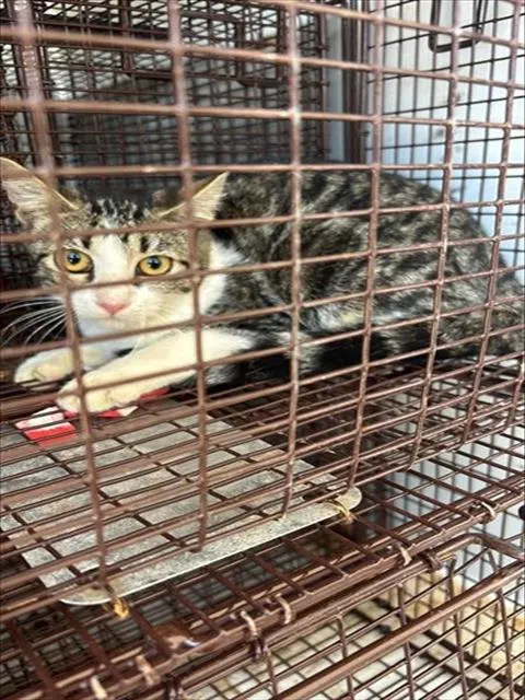 Adoptable Cat