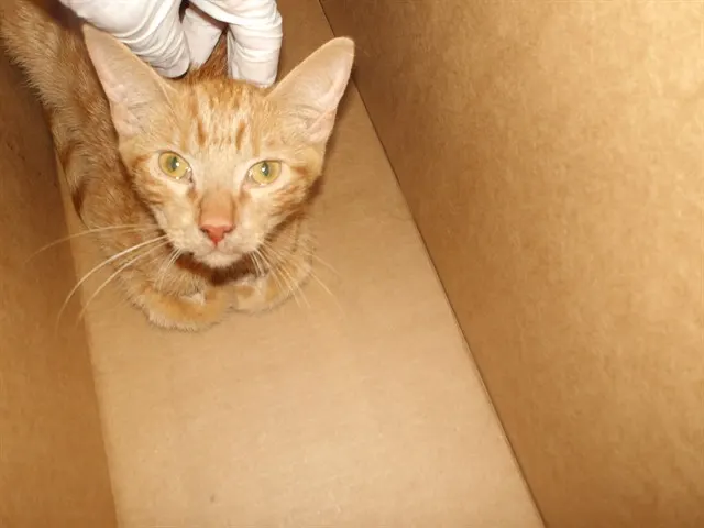 Adoptable Cat