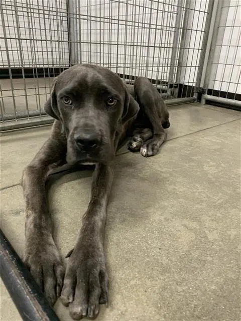 Adoptable Dog