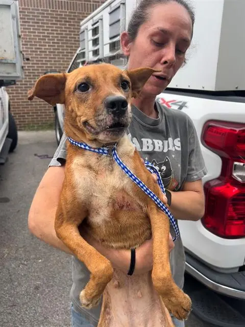 Adoptable Dog