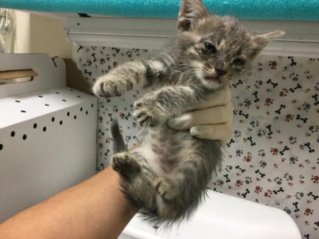 Adoptable Cat