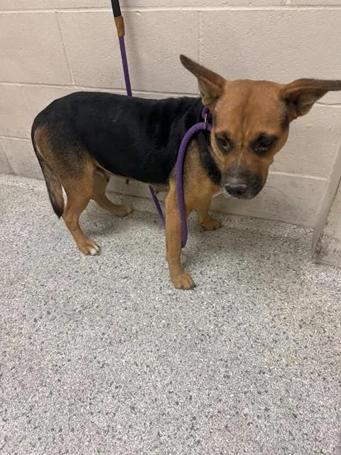 Adoptable Dog