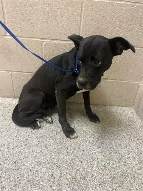 Adoptable Dog