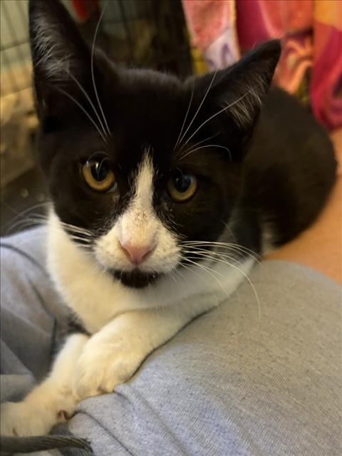 Simon