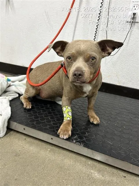 Adoptable Dog