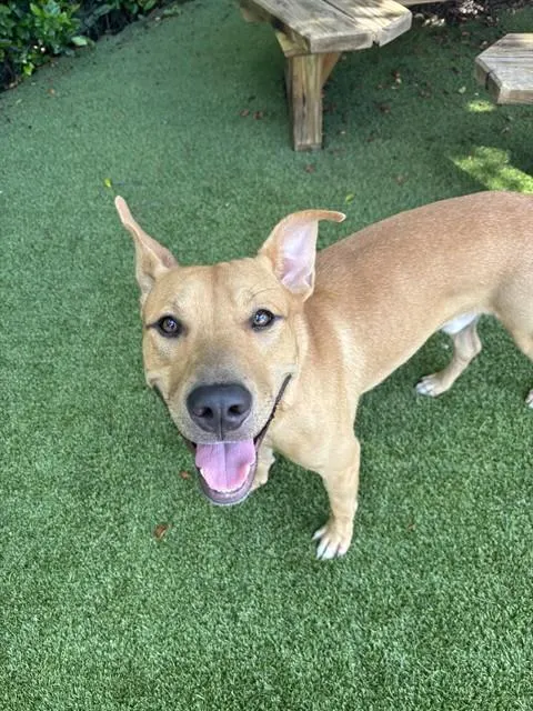 Shelter Staff Named Me *Fabio