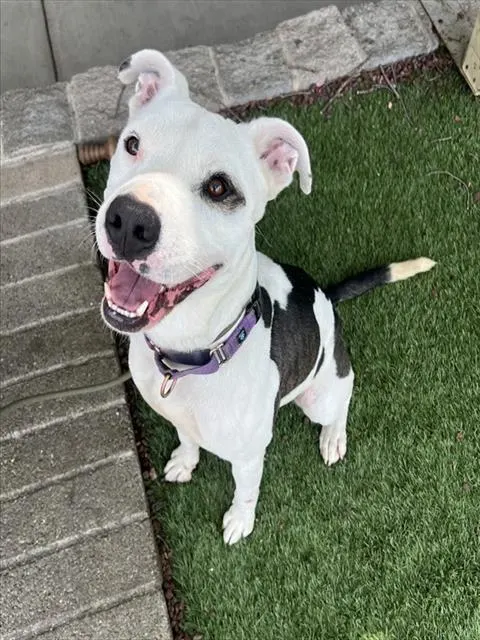 Bullseye