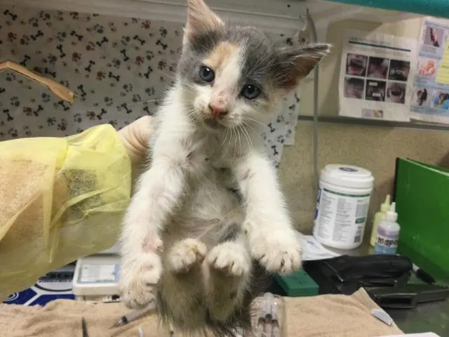 Adoptable Cat