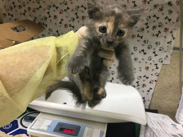 Adoptable Cat