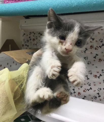 Adoptable Cat