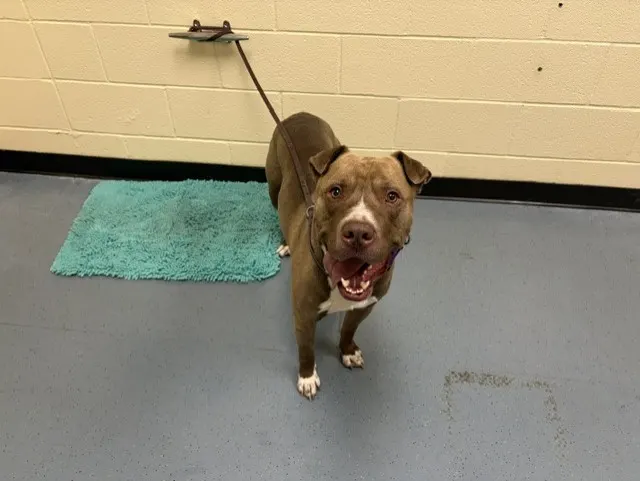 Chico