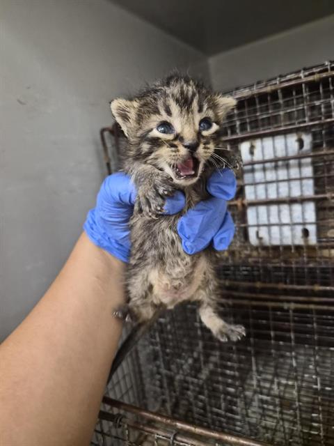 Adoptable Cat
