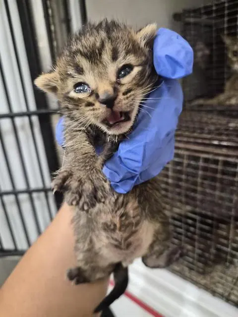 Adoptable Cat