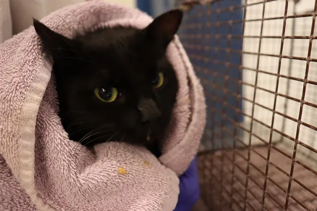 Adoptable Cat