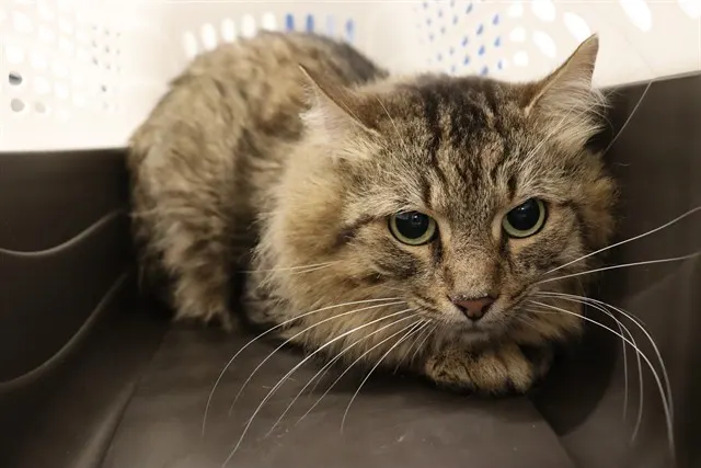 Adoptable Cat