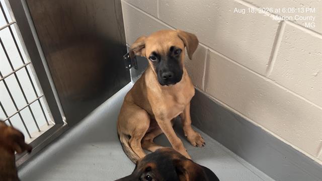 Adoptable Dog