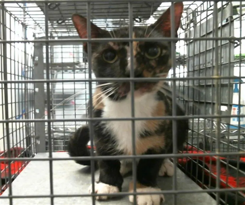 Adoptable Cat