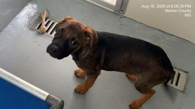 Adoptable Dog