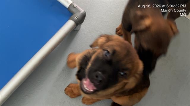 Adoptable Dog