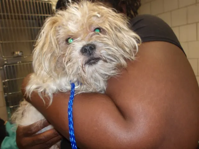 Adoptable Dog