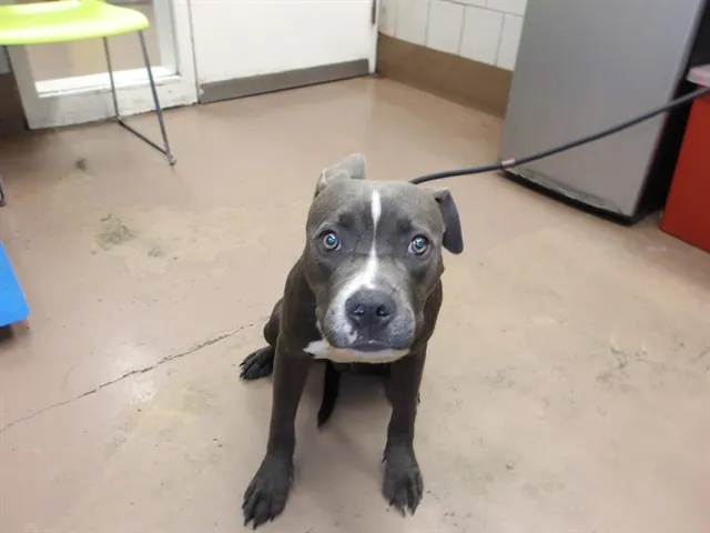 Adoptable Dog