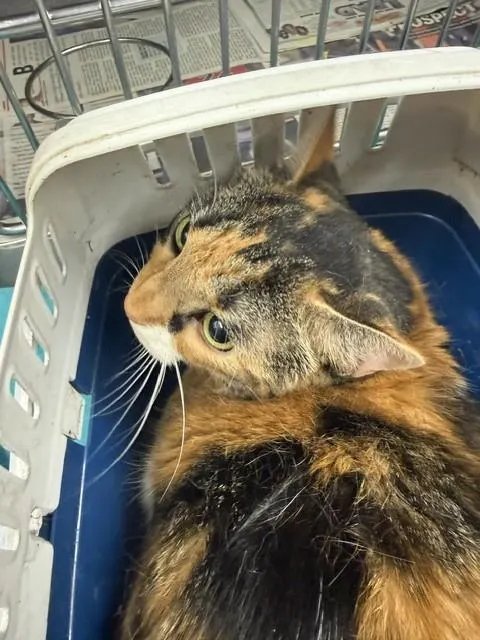 Adoptable Cat