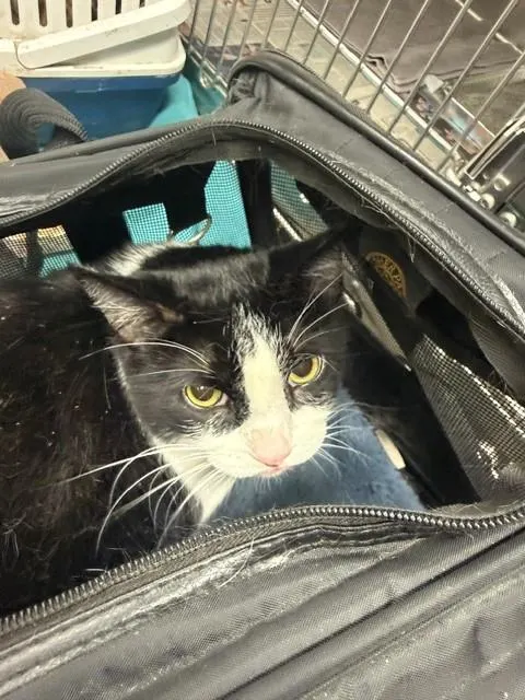 Adoptable Cat