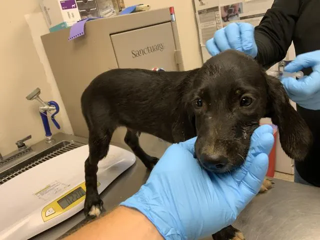 Adoptable Dog