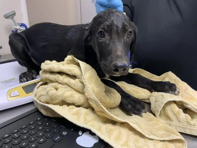 Adoptable Dog