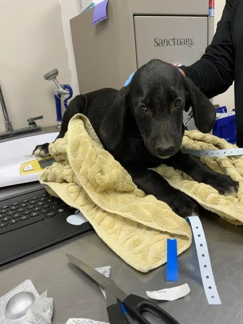 Adoptable Dog