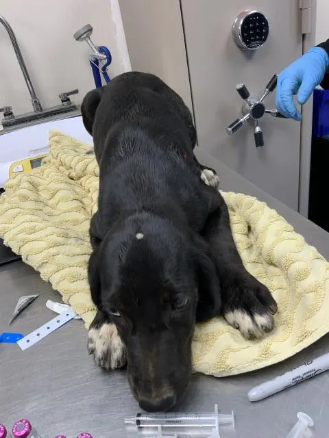 Adoptable Dog