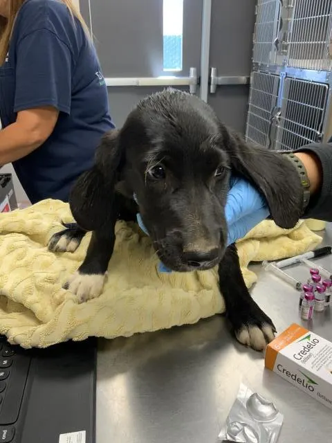 Adoptable Dog