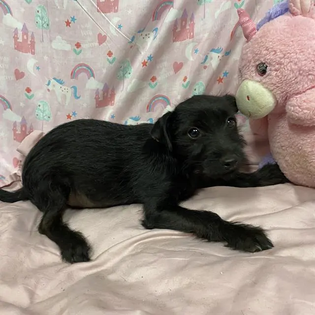 Adoptable Dog