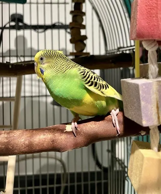 Zephyrus