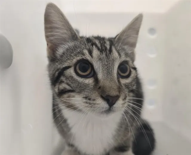 Adoptable Cat
