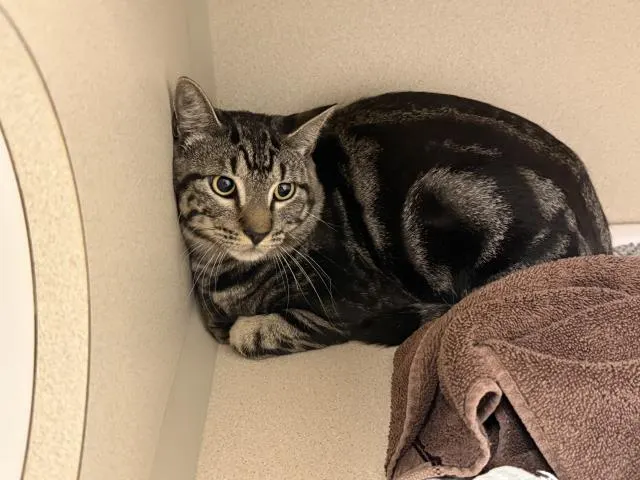 Adoptable Cat