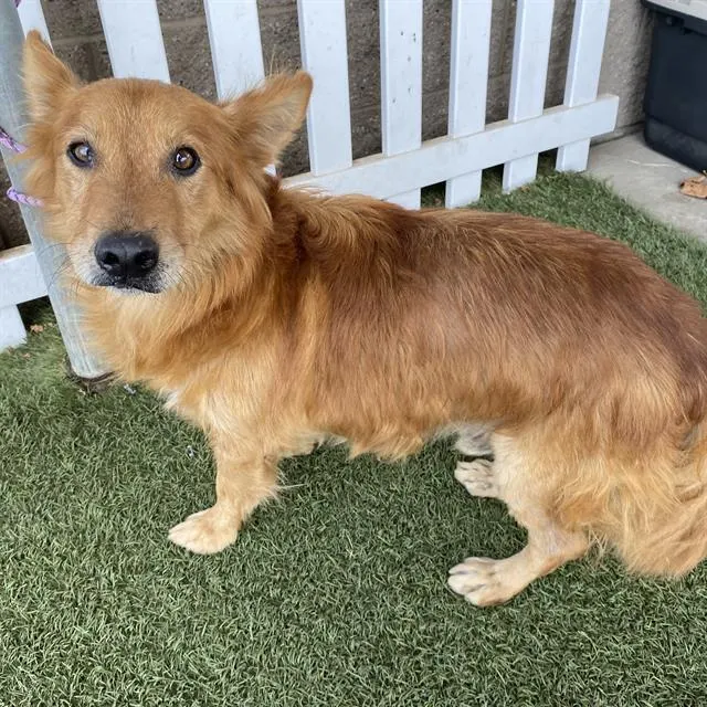 Adoptable Dog