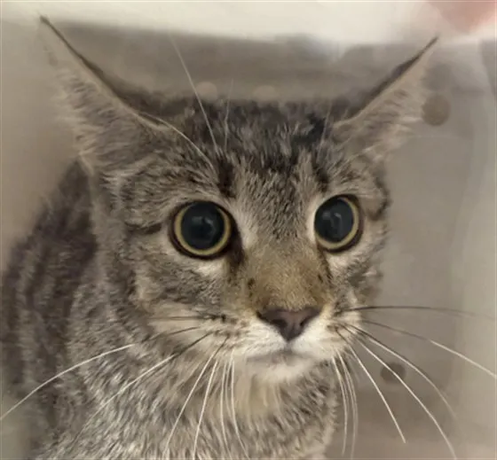 Adoptable Cat