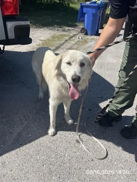 Adoptable Dog