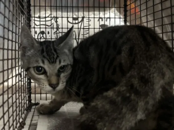 Adoptable Cat