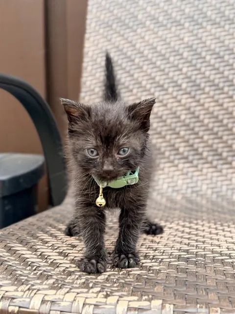 Carl