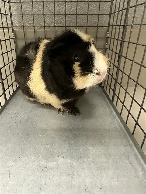 Peter