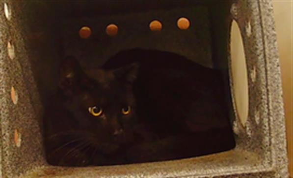 Adoptable Cat