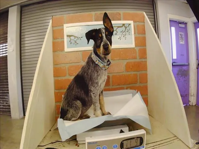 Adoptable Dog